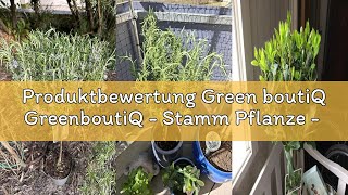 Produktbewertung Green boutiQ GreenboutiQ - Stamm Pflanze - Rosmarinus officinalis - Terrassen Pflan
