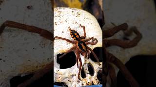 Halloween Pumpkin Patch Tarantula - Hapolopus Sp. Colombia