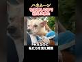 ハネムーンを変更してまで迎えに来た