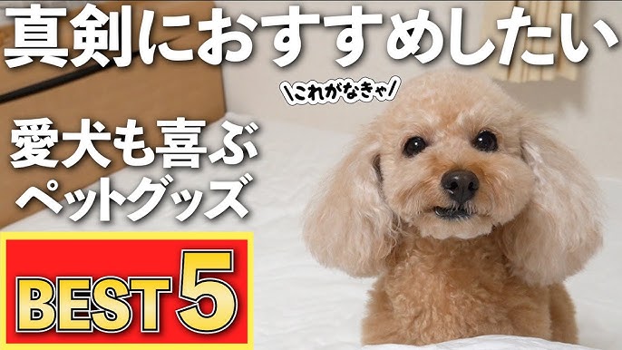 喋って動く犬のぬいぐるみ ちば犬に出会ったトイプードルの反応が面白すぎたw Youtube 喋って動く犬のぬいぐるみ ちば犬に出会ったトイプードルの反応が面白すぎたw Youtube