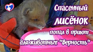 A rescued baby fox in animal shelter Vernost