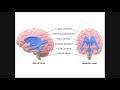 Circulation of Cerebrospinal Fluid (CSF) Through Ventricles