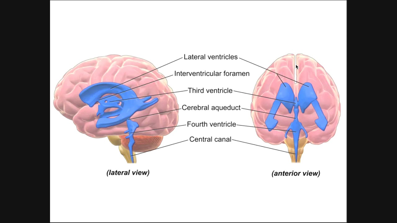 Circulation of Cerebrospinal Fluid (CSF) Through Ventricles - YouTube