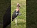 #funny #shortvideos #birds Give himA name!!