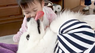 姪っ子から初めて頭をナデナデされた犬の反応が可愛すぎる【サモエド】