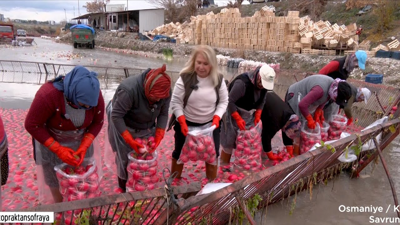 Osmaniye’nin Kırmızı Altını: Kadirli Turpu #tarım #belgesel #turp #osmaniye