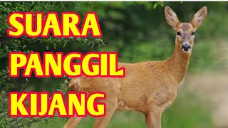 Suara Panggil Kijang || Ampuh ||