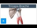 Triceps Brachii Muscle - Origin, Insertion & Innervation - Human Anatomy | Kenhub