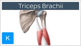 1. Triceps brachii 2. Biceps brachii 3. Brachialis 4