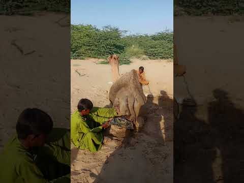 رجل يرافق جمله في ضوء شمس الصباح في صحراء ثار