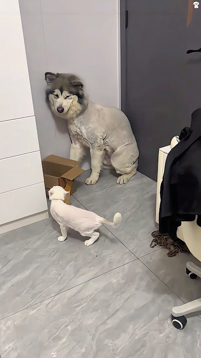 Dog is frightened by kitten 😂 #haha #cat #funnyvideo #dog #dogsoftiktok