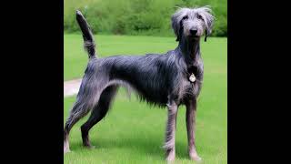 Discovering the Majestic Deerhound: A Guide to the Scottish Deerhound Dog Breed