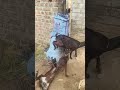 Some crazy and funny goat 🐐🐐🐐