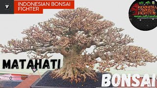 BONSAI ANTING PUTRI MILIK MATAHATI BONSAI | KECIL KECIL CABE RAWIT