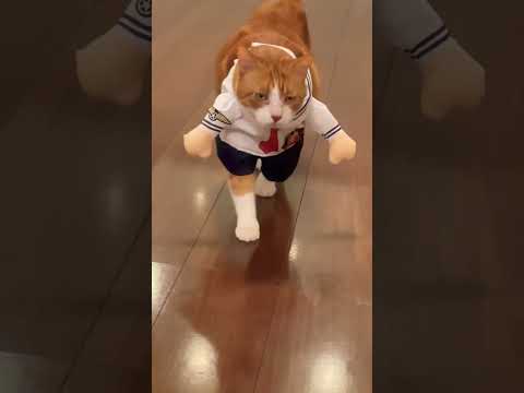 新しい学校のリーダーになれるかにゃん？ #shorts #オトナブルー  Sailormans cat has arrived!