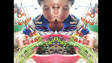 Thử làm ốc bươu hấp sả cá lóc nướng rơm và cái kết thật bất ngờ