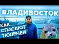 СПАСЕНИЕ ТЮЛЕНЕЙ | КАК ВО ВЛАДИВОСТОКЕ БОРЮТСЯ ЗА ЖИЗНИ МИЛЫХ МЛЕКОПИТАЮЩИХ