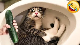 Funniest Dogs And Cats😹  - Best of The Animal Videos-Cutest Animals Ever😻 by Cute pets54 315 views 2 months ago 3 minutes, 20 seconds