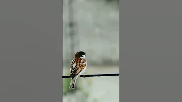 Sparrow Chirping 