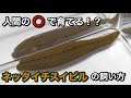 【餌は人間の〇！？】ヒルの飼い方/ネッタイチスイビル編