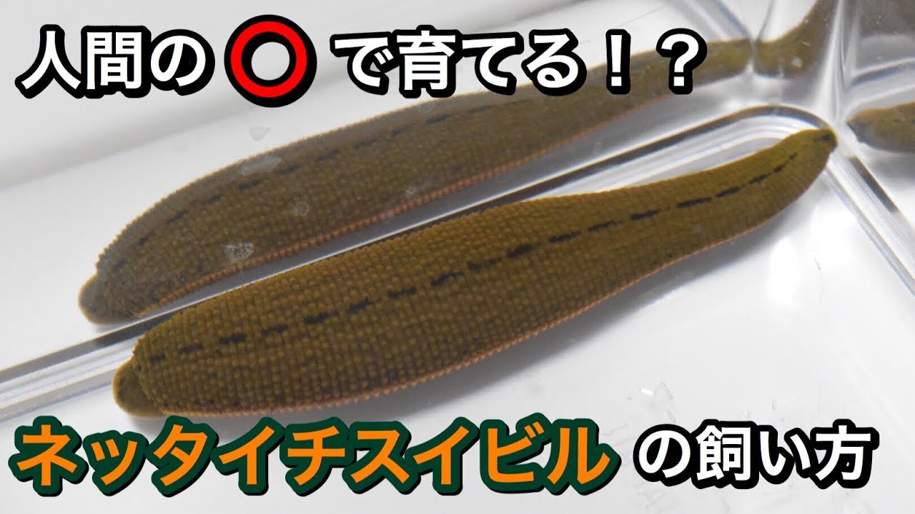 Their food is human bodily fluids!?] How to keep leeches as pets 