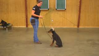 Doberman Puppy Mead/Valor 5 Mo's Obedience Early Training & Development