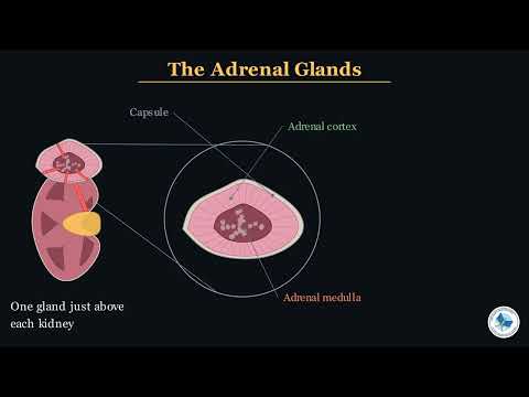Class 12 Biology Chapter 16 | Pancreas and Adrenal Glands