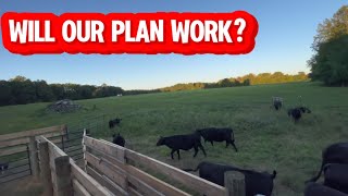 Building a working pen for cattle- from scratch!!