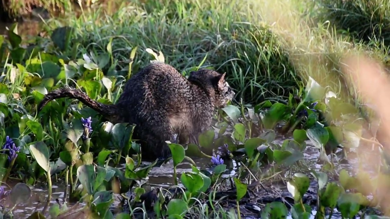 Iberá, Corrientes: Procyon cancrivorus / aguará popé / osito lavador / mapache sudamericano. Video 1