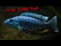 Cichlid tank 110 gal  cichlids aquariums fishtank freshwatertanks fishkeeping