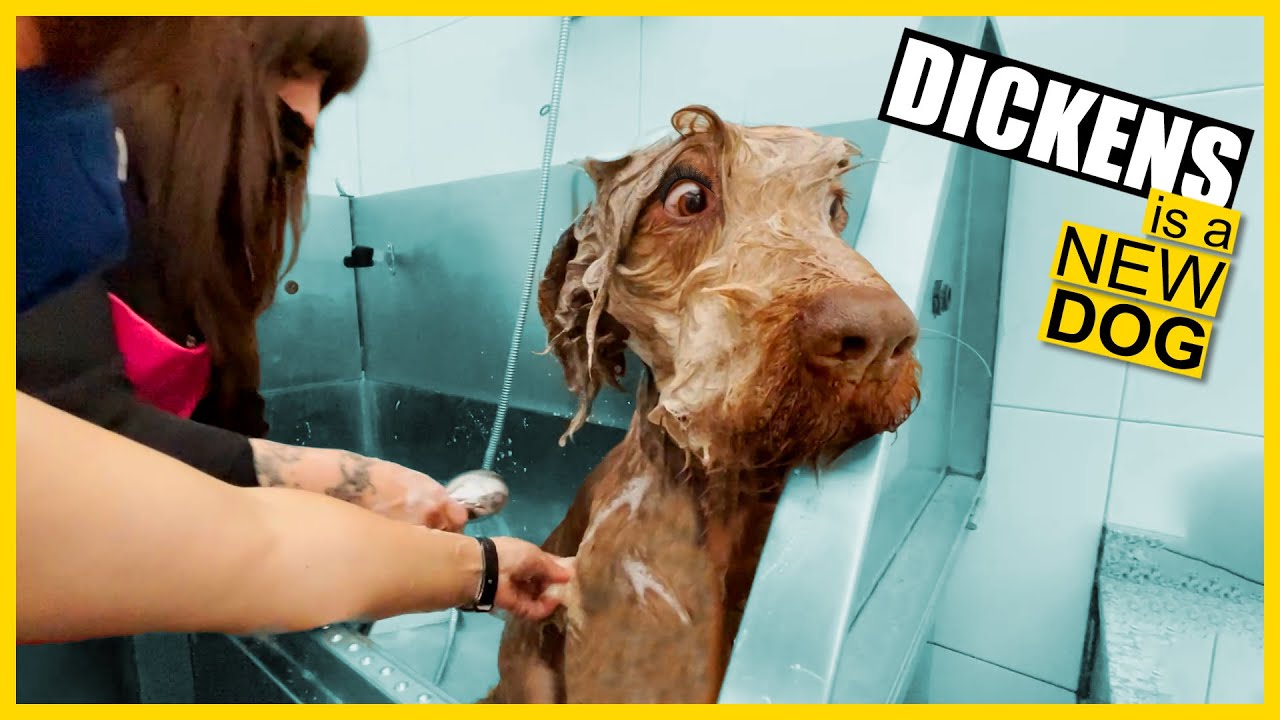 Dog rescued from the roadside, now with a great life !! - YouTube