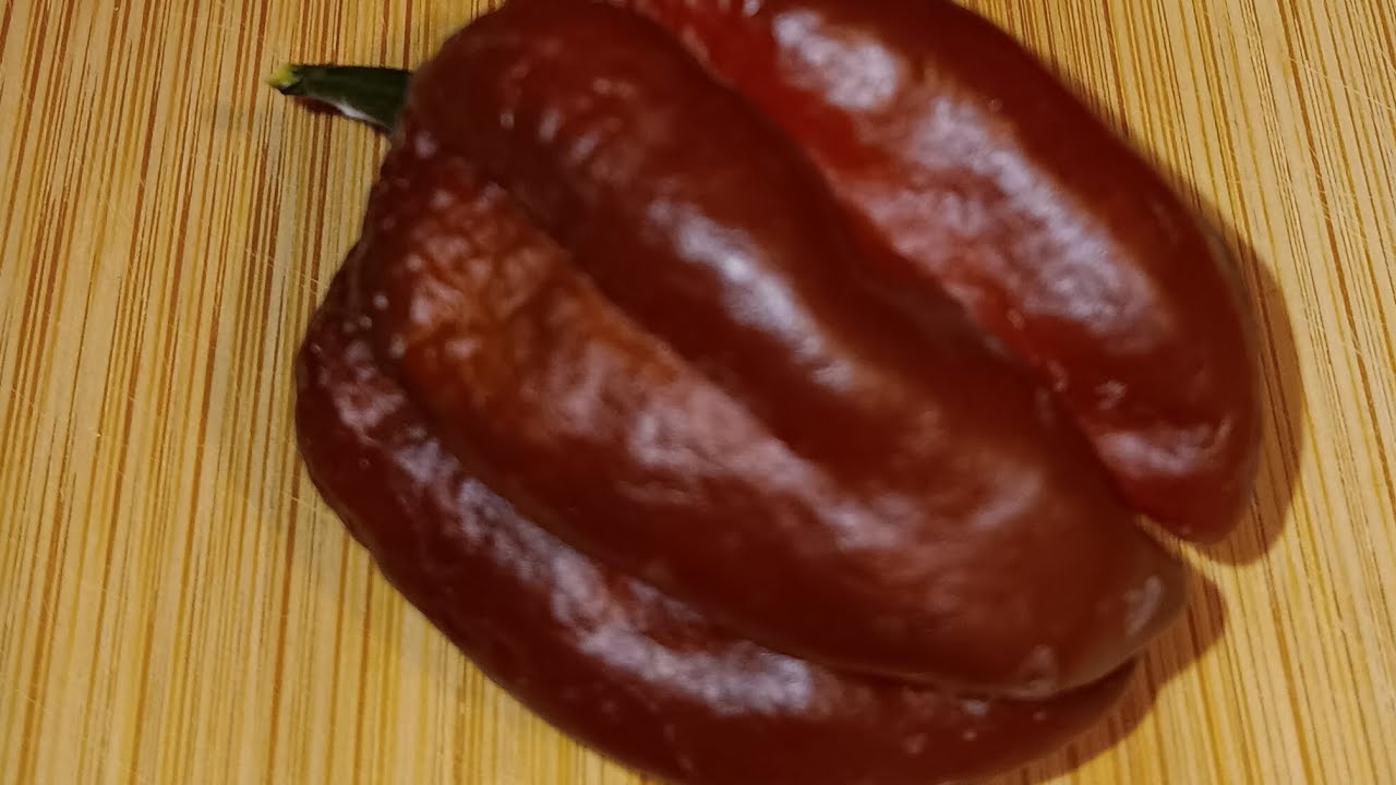Chocolate Habanero pepper review 425,000 577,000 shu YouTube