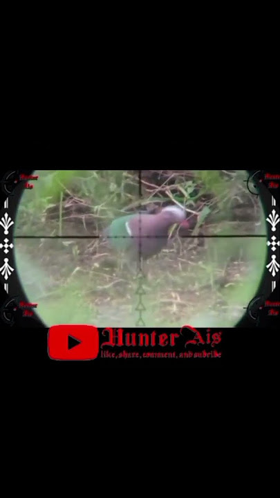 burung punai tanah/delimukan