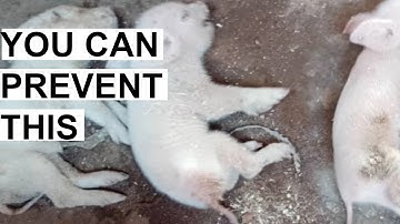 The Leading Cause Of Stillbirths In Pig Farming (How To Stop Losing Piglets)