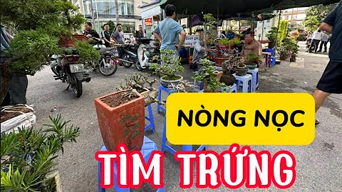 CHỢ SỚM VẠN PHÚC, BÁO GIÁ NÒNG NỌC CỦA ÔNG TỴ VÀ THUẬN CHACO PHIÊN NHIỀU CÂY ĐẸP