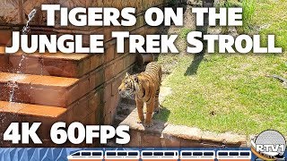 Maharajah Jungle Trek with Tigers! Relaxing Stroll in 4K 60fps   Animal Kingdom  Walt Disney World