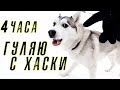 ГУЛЯЮ С ХАСКИ 4 ЧАСА