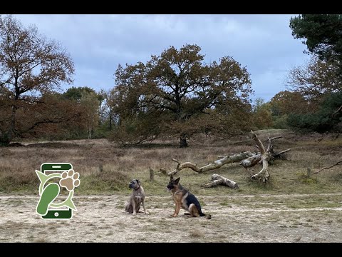 Losloopgebied Loonse en Drunense Duinen roestelberg