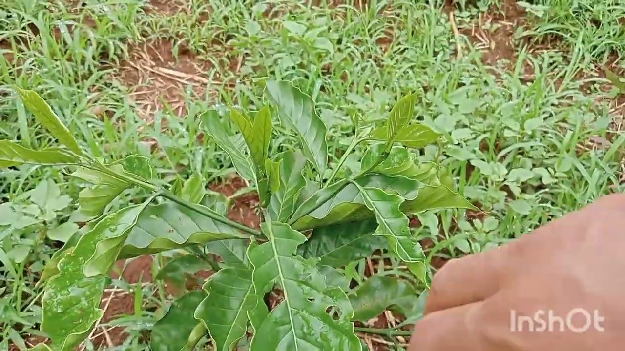 Chọn đúng phân bón đúng cách sẽ giúp cà phê mới trồng phát triển toàn diện.//CÀ PHÊ XANH LÙN