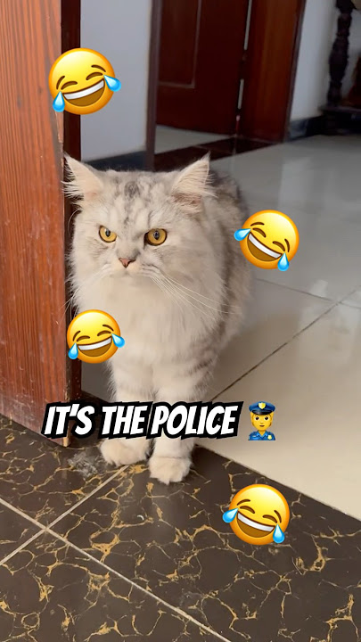 Whoβs there? π± #cats #funny #catvideos