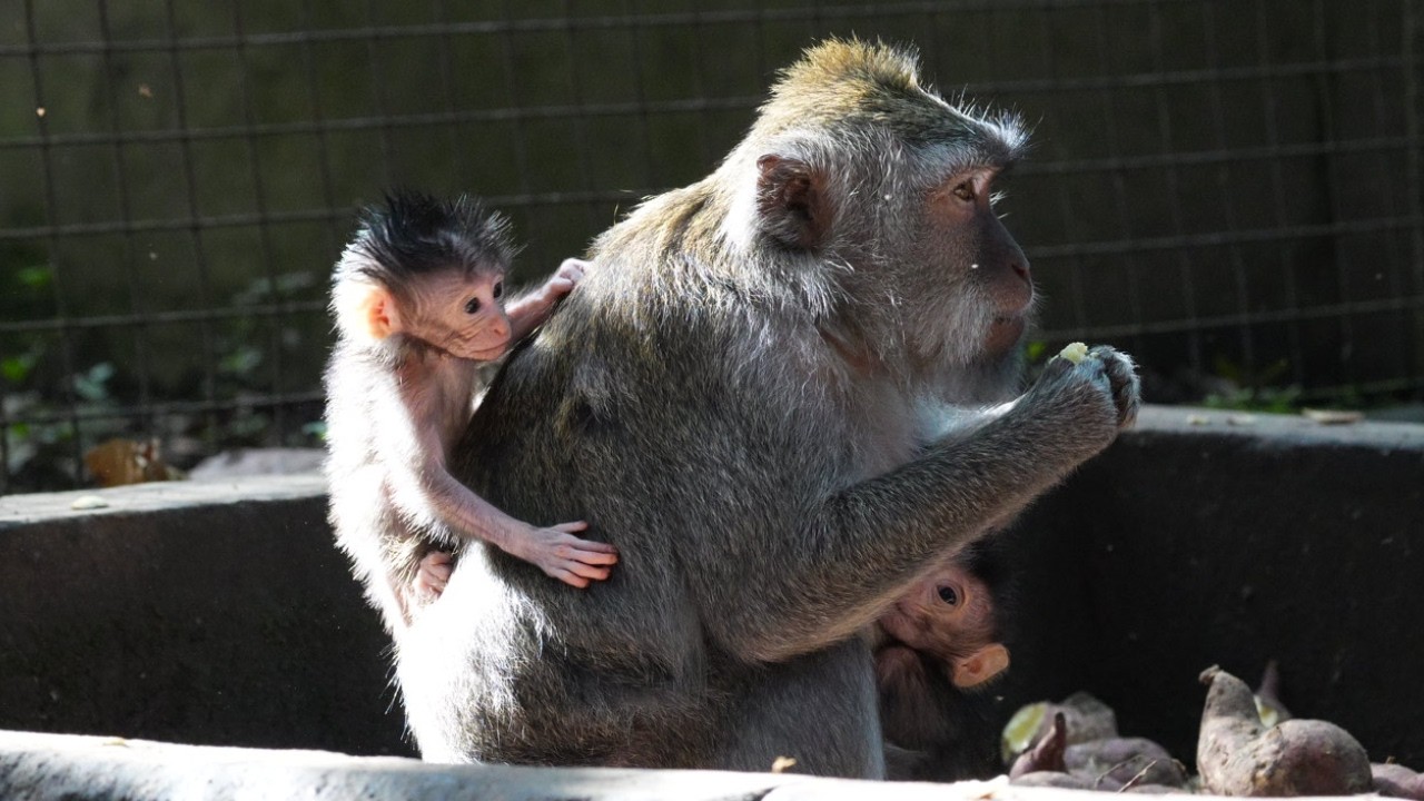 Две тяжелые ноши заставляют матерей есть больше.