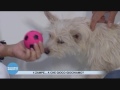 Giocare con il 4 zampe Giocare con il 4 zampe