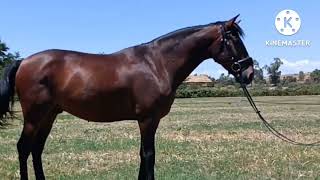 Bolero Juli 2022