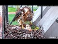 ~Red-tailed Hawks - Myszołowy rdzawosterne - Karmienia  trojaczków na " mokro i na sucho "~