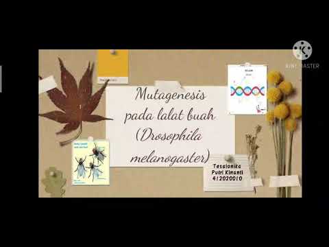 Video: Sel Drosophila ML-DmD17-c3 Merespons Dengan Kuat Terhadap Dpp Dan Menunjukkan Umpan Balik Transkripsi Yang Kompleks Pada Komponen Pensinyalan BMP