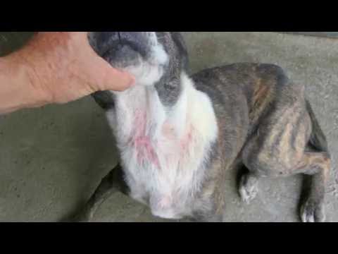 PIT BULL DERMATITIS SKIN RASH . KENNEL FLIES . HYPO-ALLERGENIC DIET . LUMIX FZ300 4K . San Marcos-TX