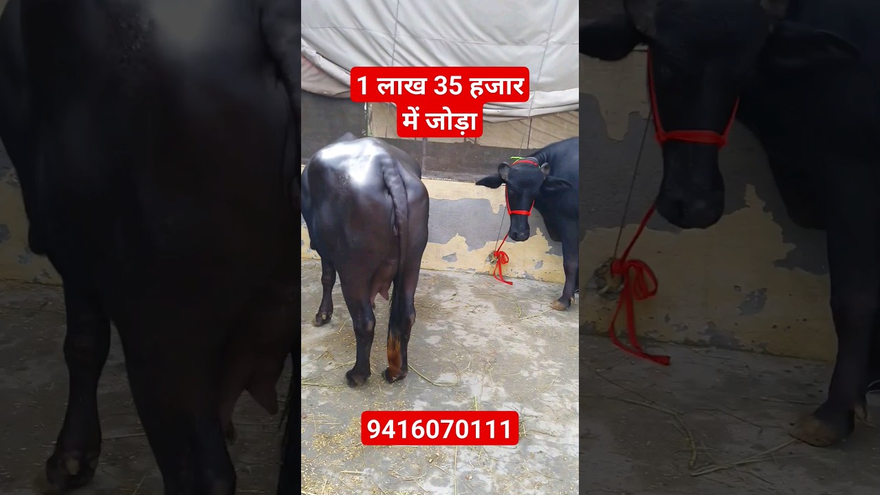 1.35 लाख में पहलन झोटियां, Kisan Dairy Farm, Rohtak (9416070111)