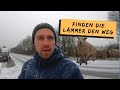 Lämmer müssen die Straße überqueren | DEICHVLOG #66