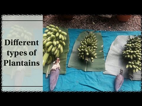 പലതരം വാഴകൾ (കർഷകമിത്രം  സീരീസ് ഭാഗം 2) /Different types of Plantains(Karshakamitram Series Part 2)