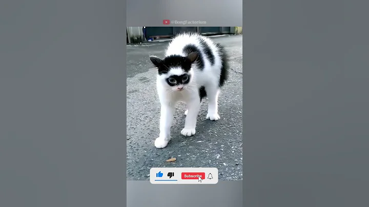 Video 11716791: stray cats funny, cat pets love animal, cat pets cute animals